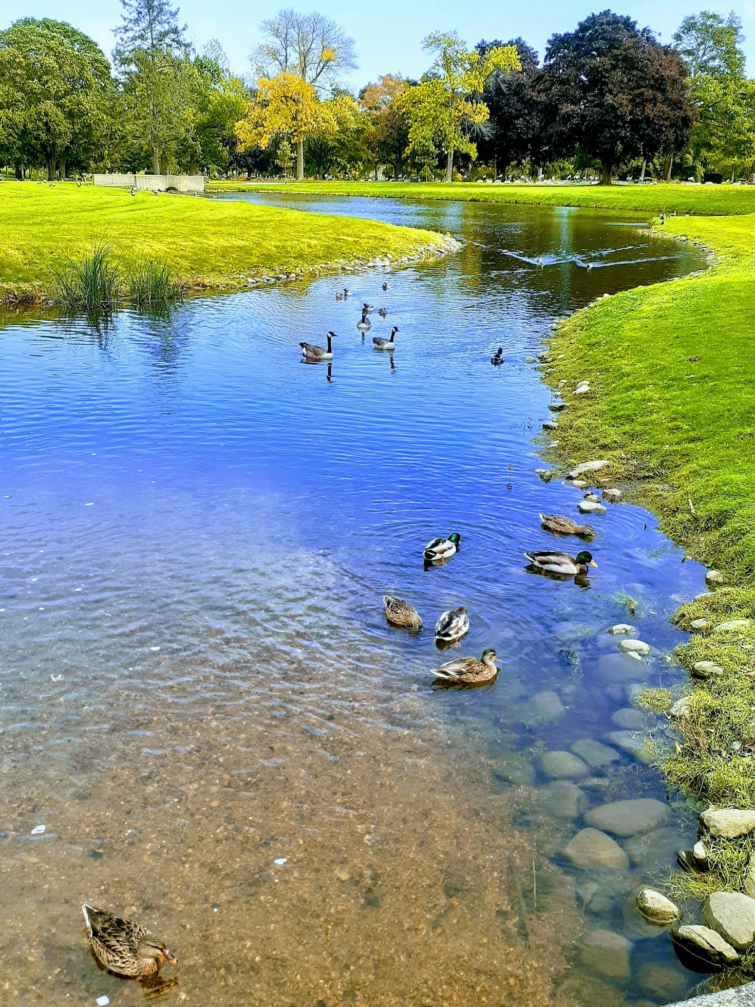 Common Duck Behaviors You Should Know