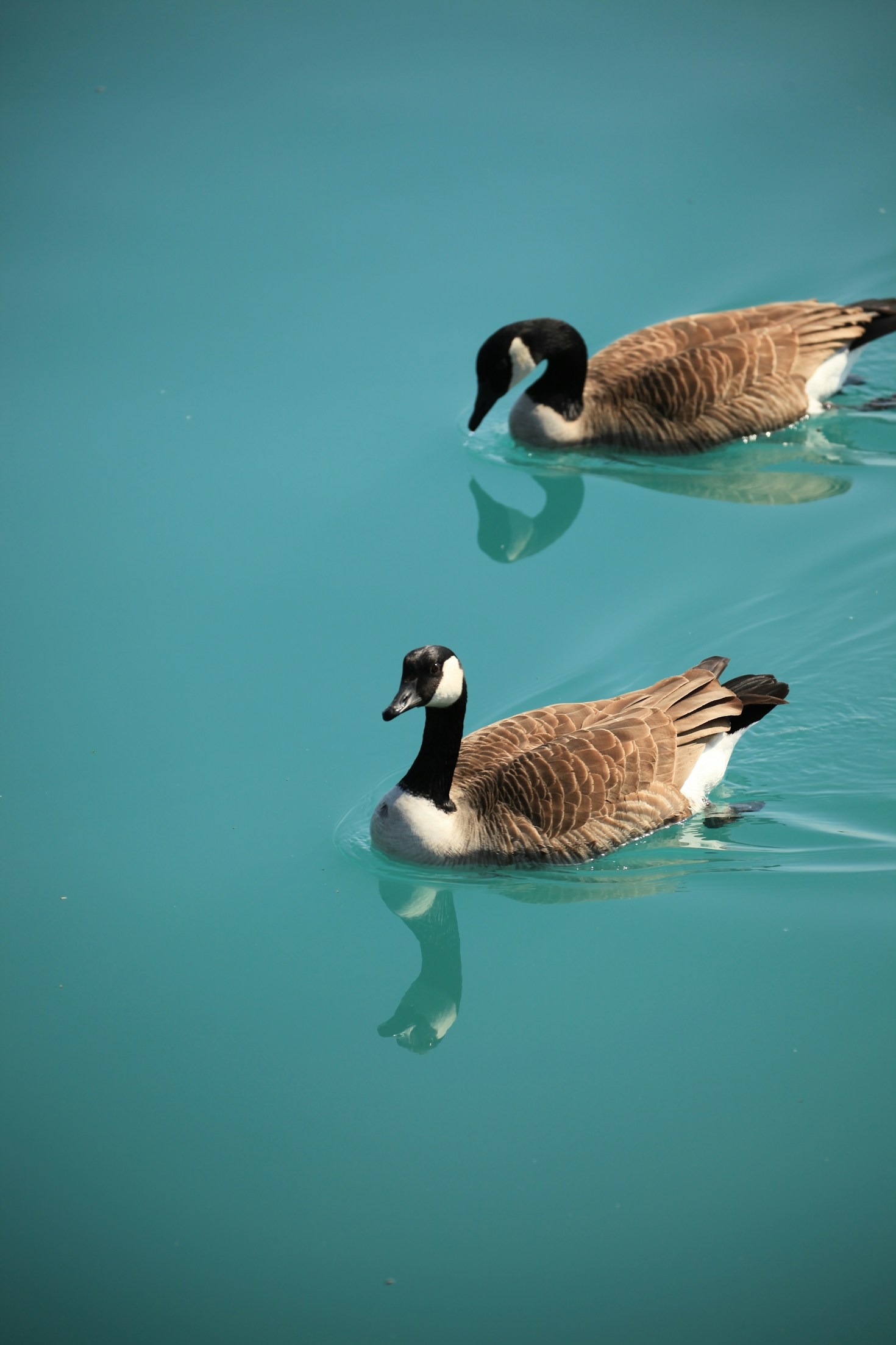 How To Identify Different Duck Species