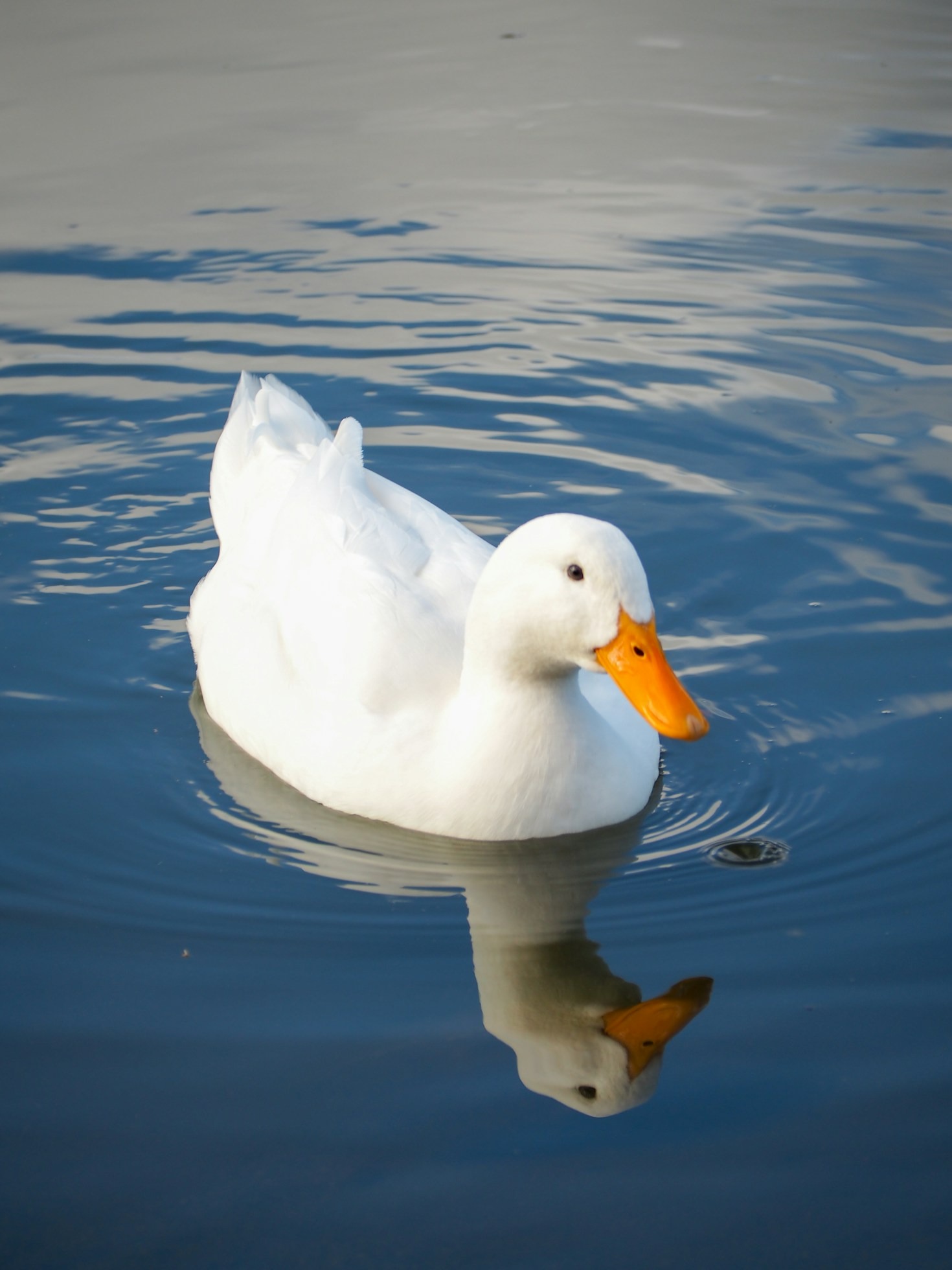 Understanding The Seasonal Migration Of Ducks