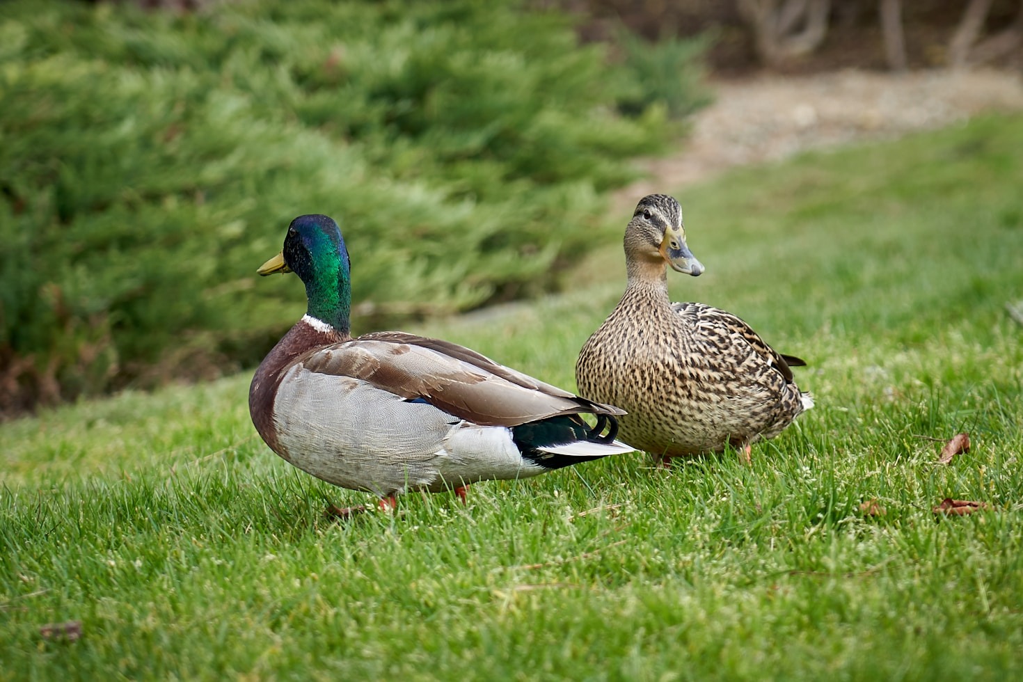 The Best Habitats For Thriving Duck Populations