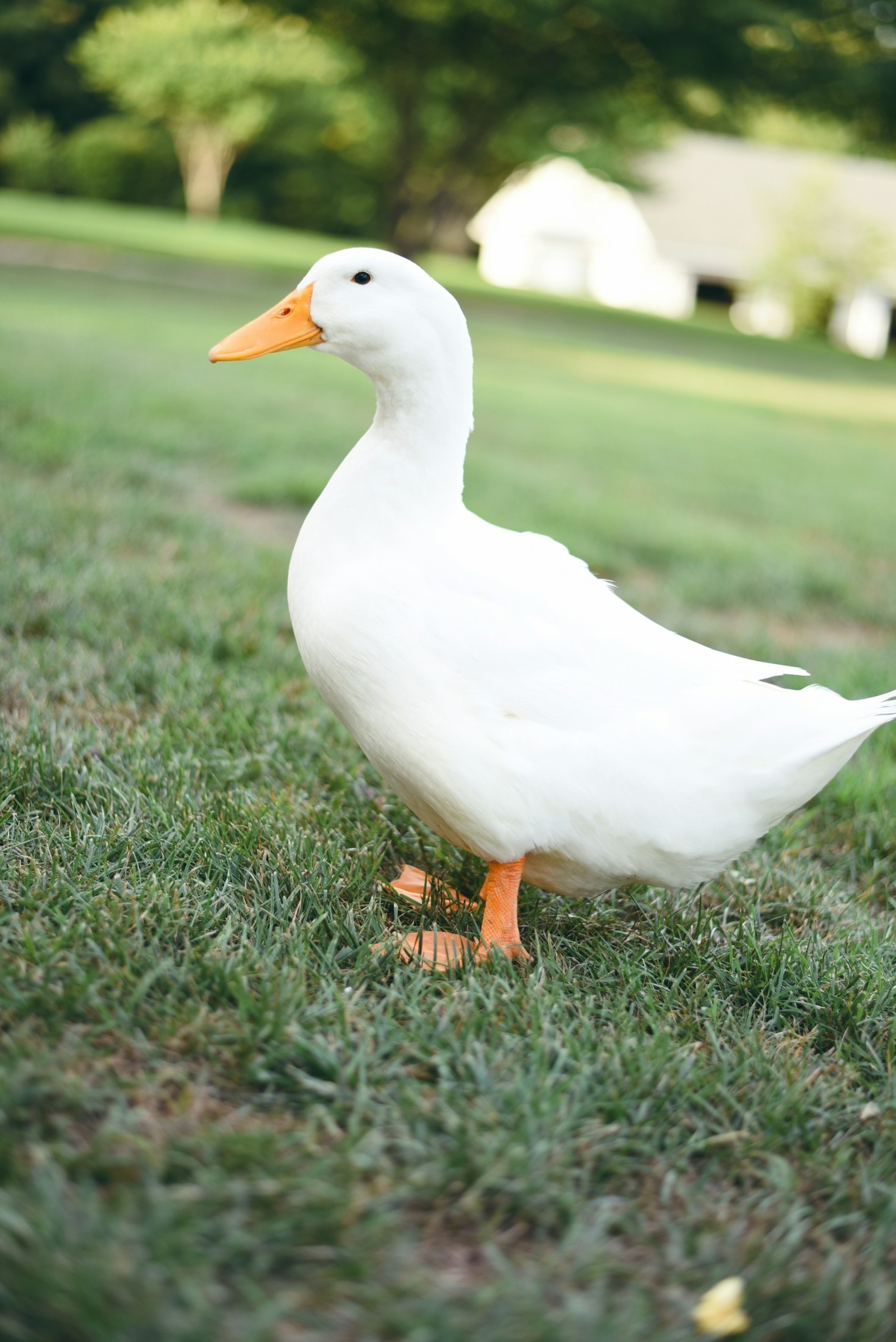 Fascinating Facts About Duck Nesting Habits