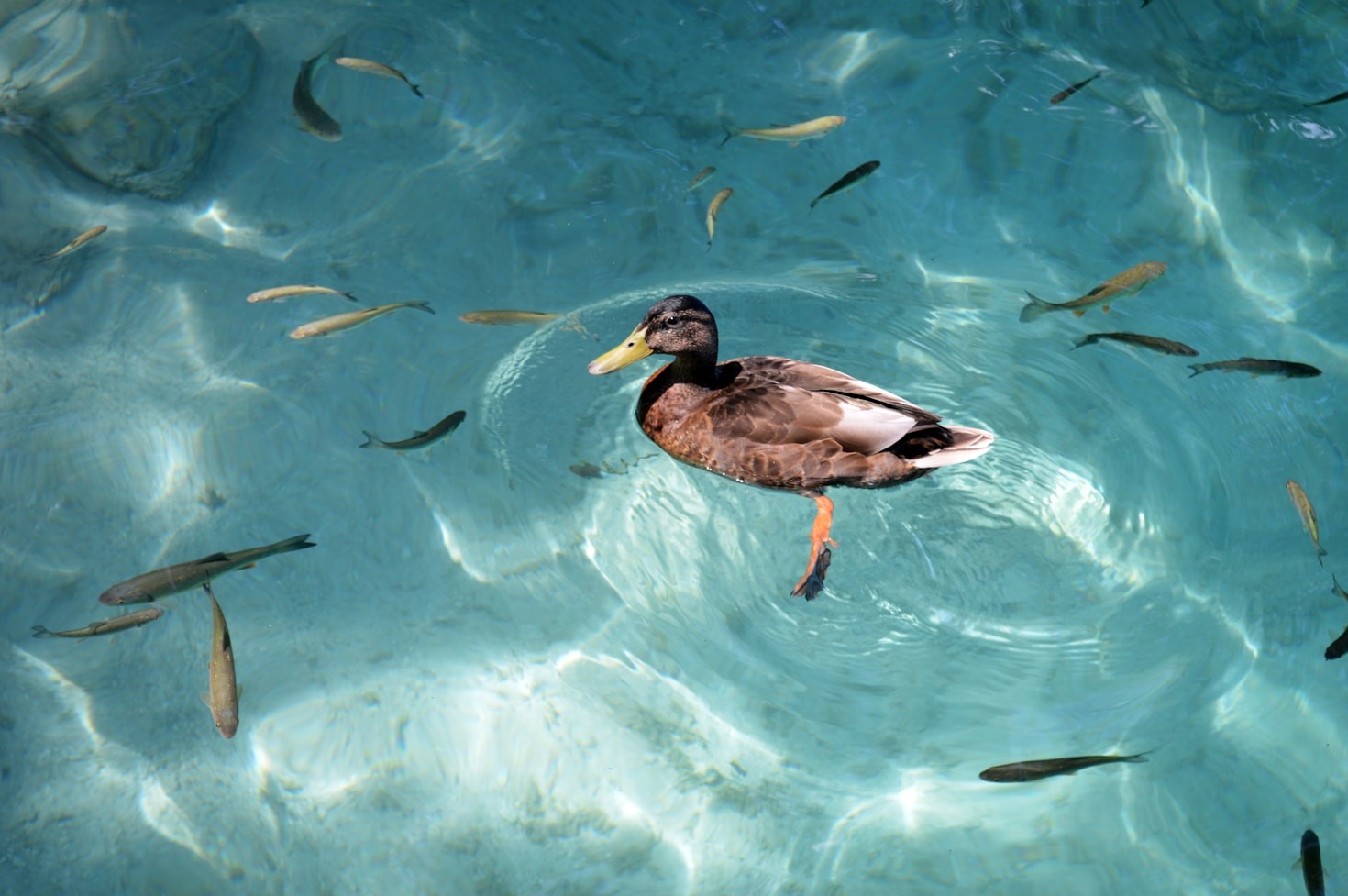 What Makes Ducks Excellent Aquatic Swimmers