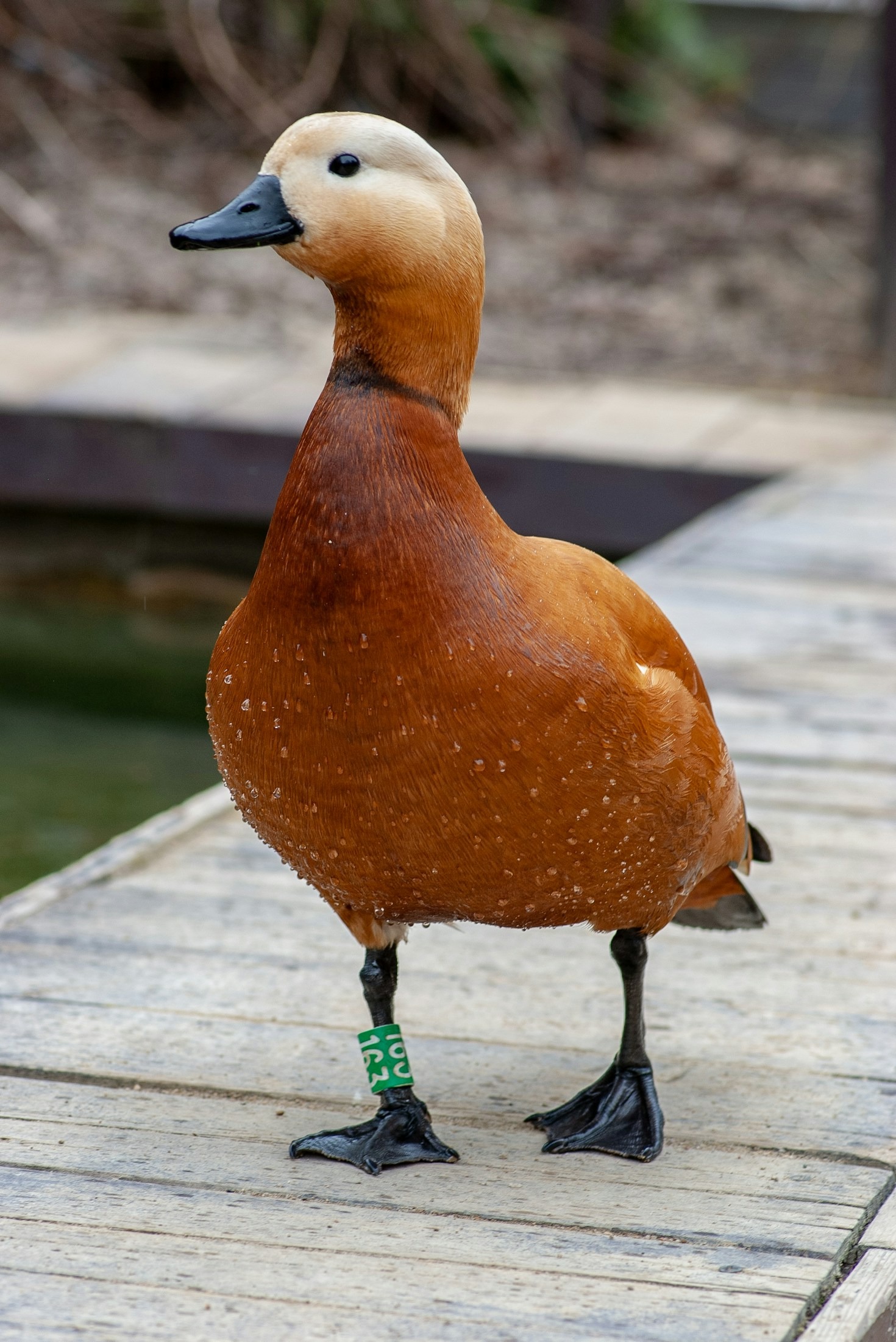 Protecting Natural Wetlands For Local Ducks