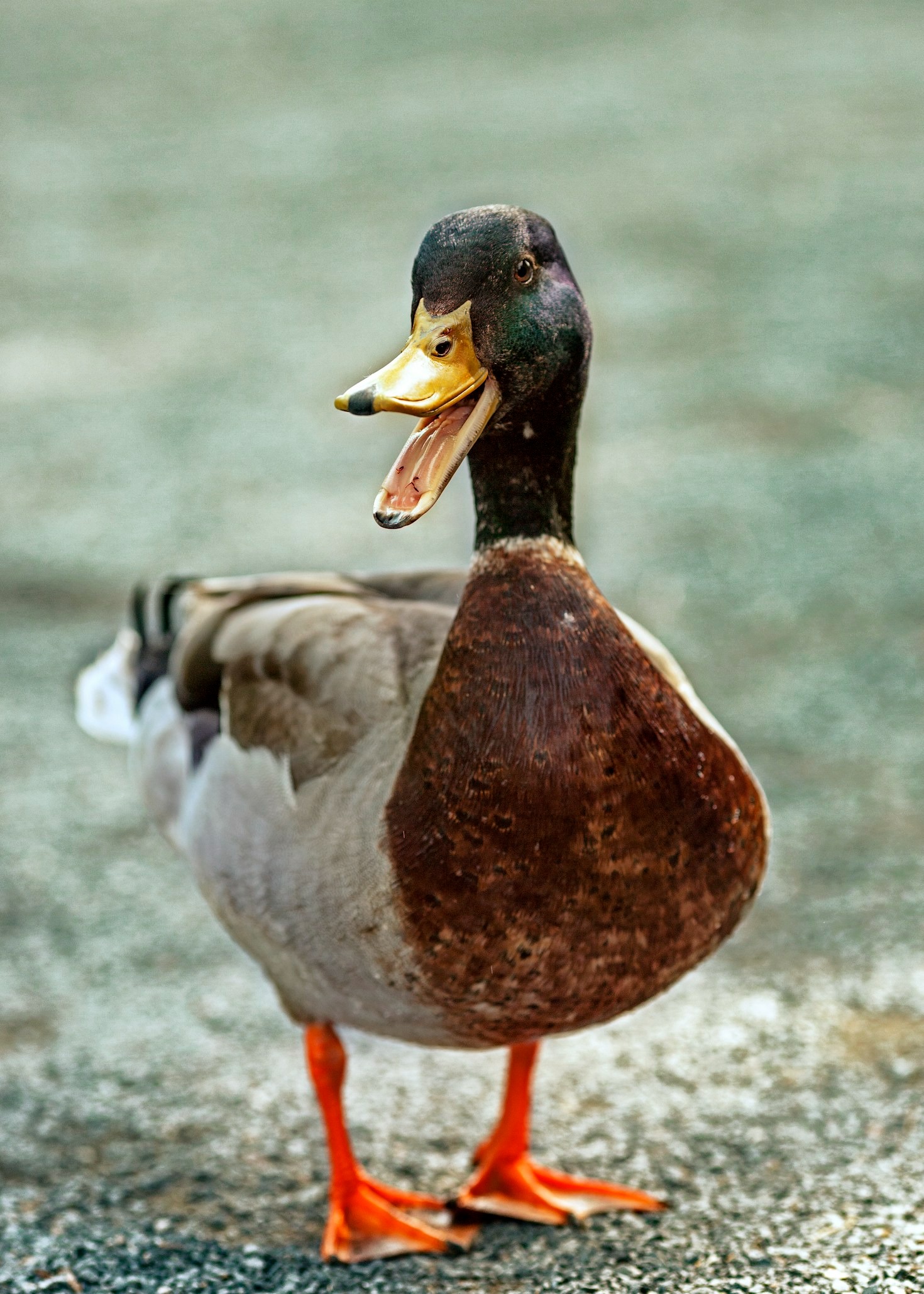 A Beginners Guide To Observing Wild Waterfowl